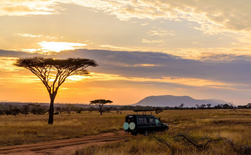 Tansania ist ein Naturparadies und für Safarihungrige ein echtes Highlight in Afrika.
