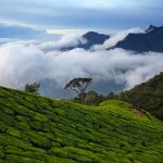 Darjeeling-Tee-Route, Indien
