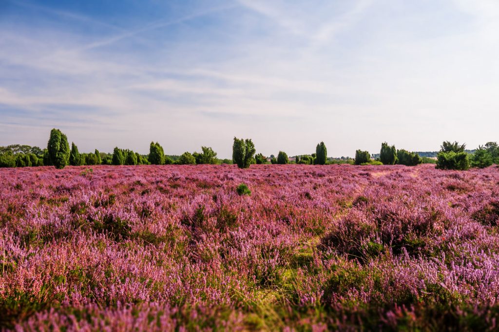 Lüneburger Heide, Lüneburg
