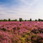 Lüneburger Heide, Lüneburg