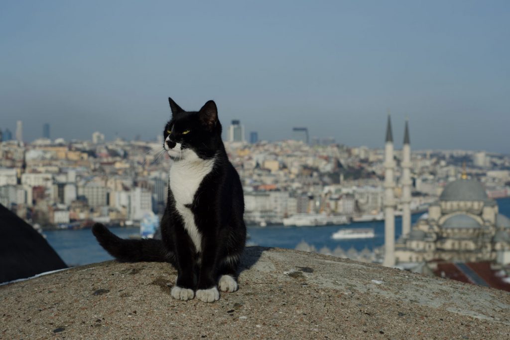 Die Katzen Istanbuls