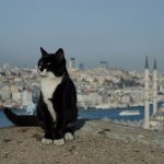 Die Katzen Istanbuls
