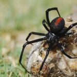 Giftige Pflanzen und Tiere?