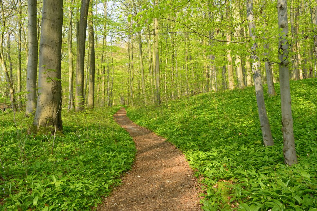 Nationalpark Hainich