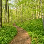 Nationalpark Hainich