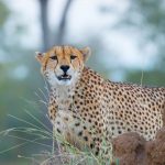 Sabi Sands Game Reserve, Südafrika