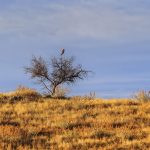 Australien: The Ghan