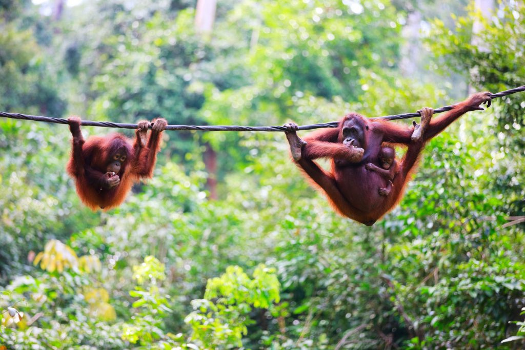 Kultur und Natur? Auf nach Malaysia