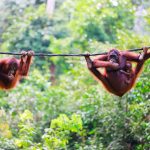 Kultur und Natur? Auf nach Malaysia