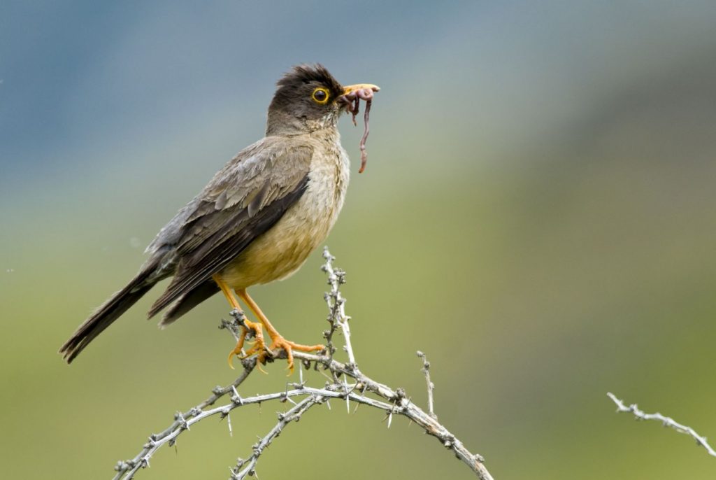 Der frühe Vogel...