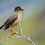 Der frühe Vogel...