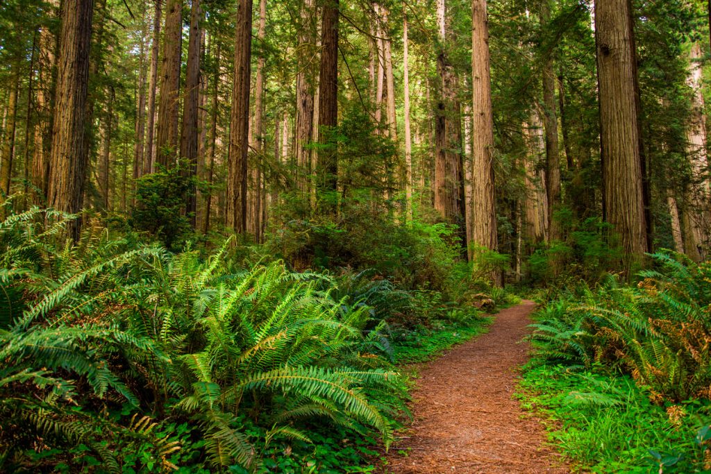 Redwood-Nationalpark: Waldmond Endor