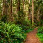 Redwood-Nationalpark: Waldmond Endor