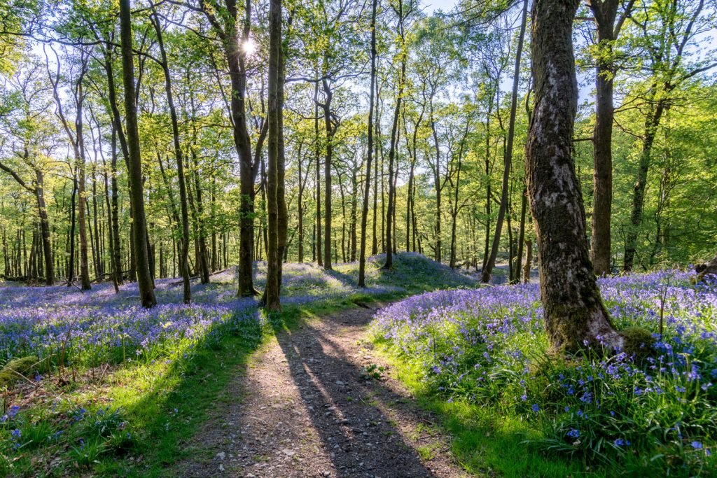 Whippendell Woods: Wälder von Naboo