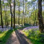 Whippendell Woods: Wälder von Naboo