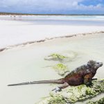 Galapagos-Beach, Santa Cruz, Ecuador