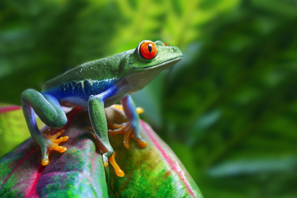 Costa Ricas faszinierende Tierwelt
