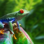 Costa Ricas faszinierende Tierwelt