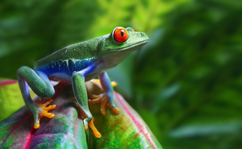 Costa Ricas faszinierende Tierwelt