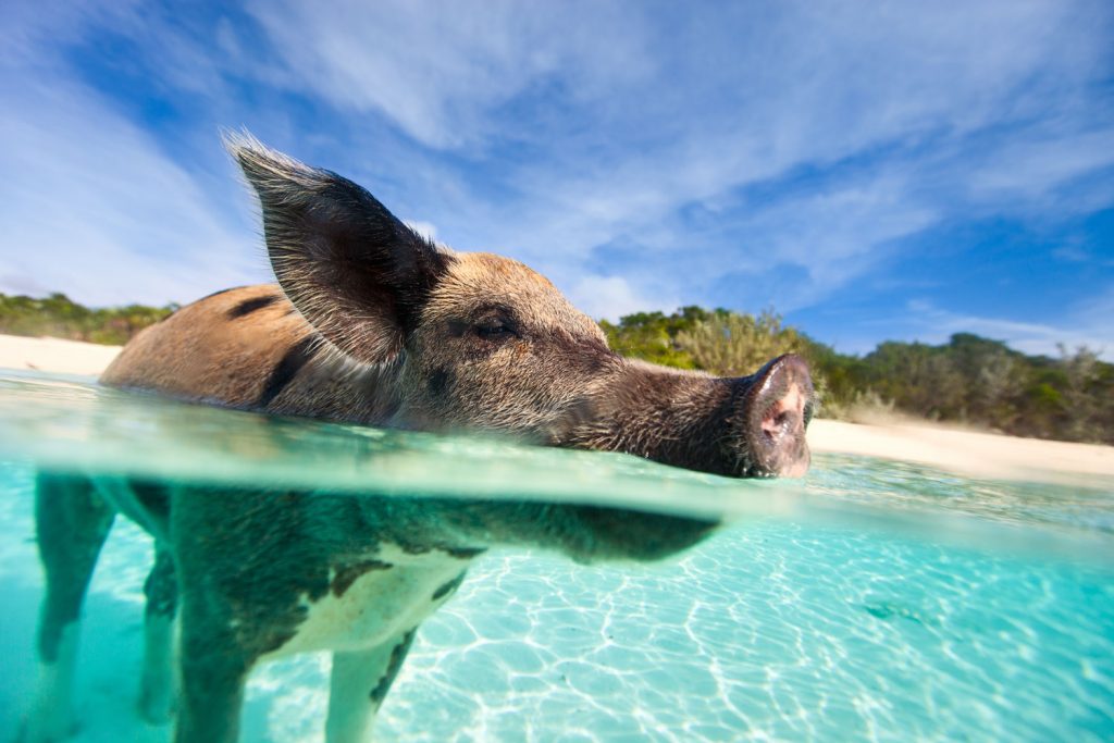 Tierisch gute Reiseziele