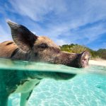 Tierisch gute Reiseziele