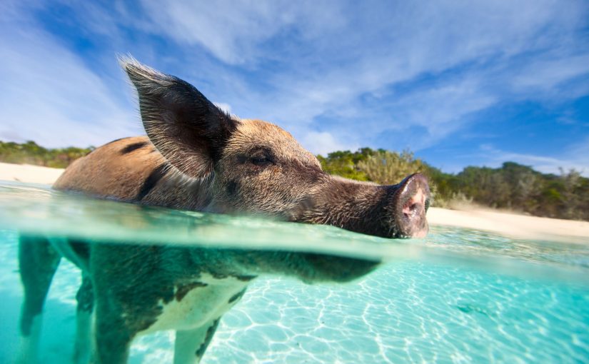 Tierisch gute Reiseziele