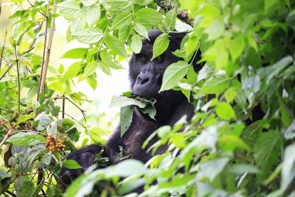 Gorilla-Trekking in Uganda