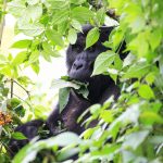 Gorilla-Trekking in Uganda