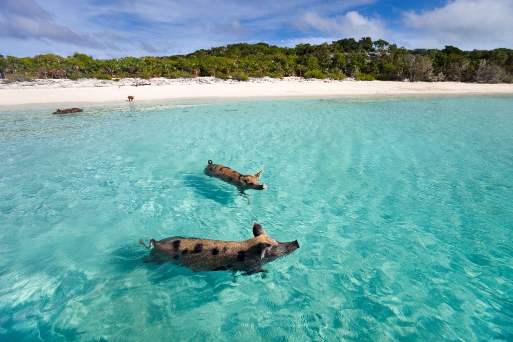 Schwimmende Schweine auf den Bahamas