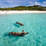 Schwimmende Schweine auf den Bahamas