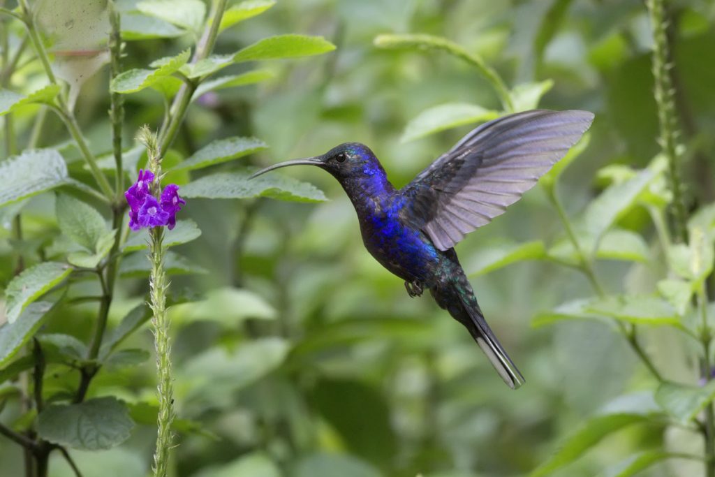 Kolibris