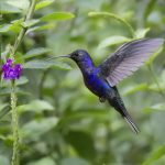 Kolibris