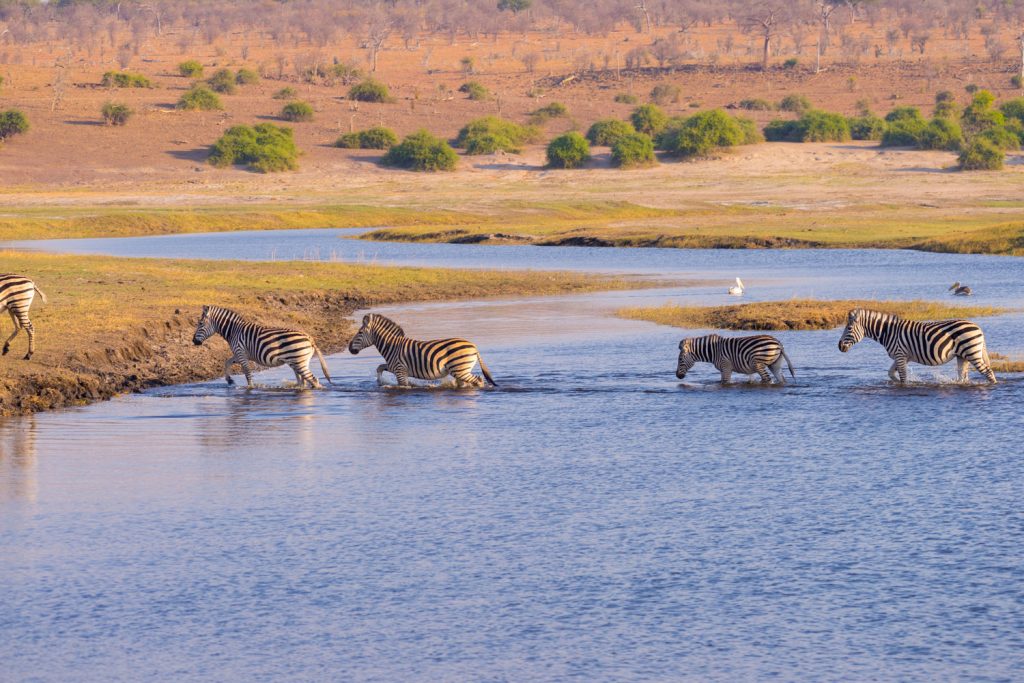 Wilde Tiere in Serengeti