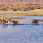 Wilde Tiere in Serengeti