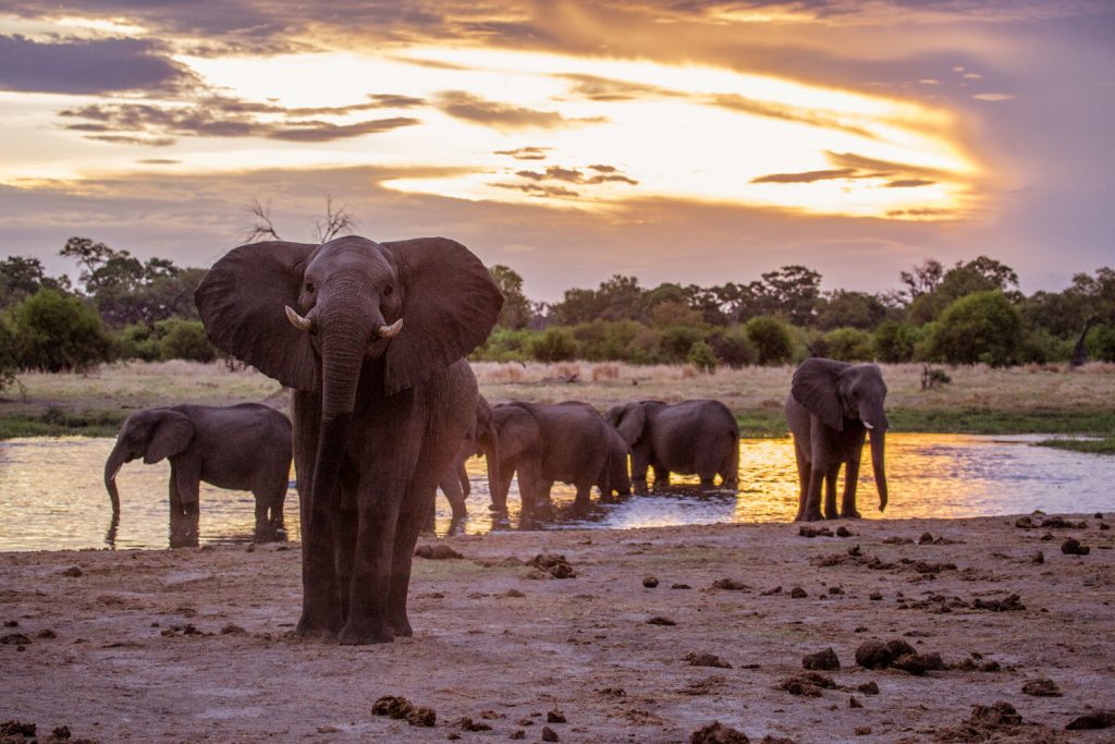 Auf Safari in Afrika