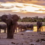 Auf Safari in Afrika
