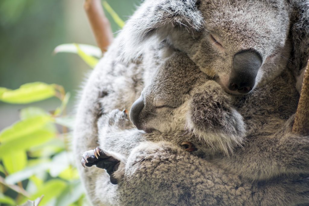 Koalas an der Grey River Road