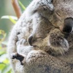 Koalas an der Grey River Road
