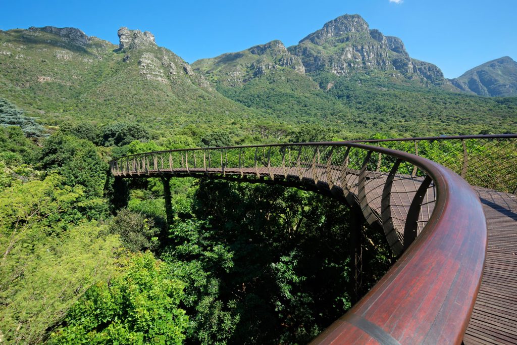 Auf dem Boomslang durch die Baumwipfel
