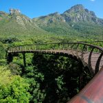 Auf dem Boomslang durch die Baumwipfel