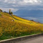 Weinbergterrassen von Lavaux