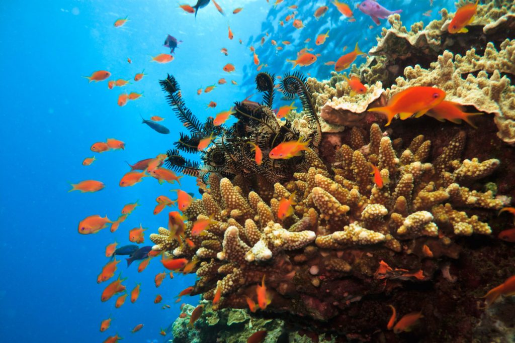 Tauchen im Great Barrier Reef