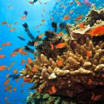 Tauchen im Great Barrier Reef