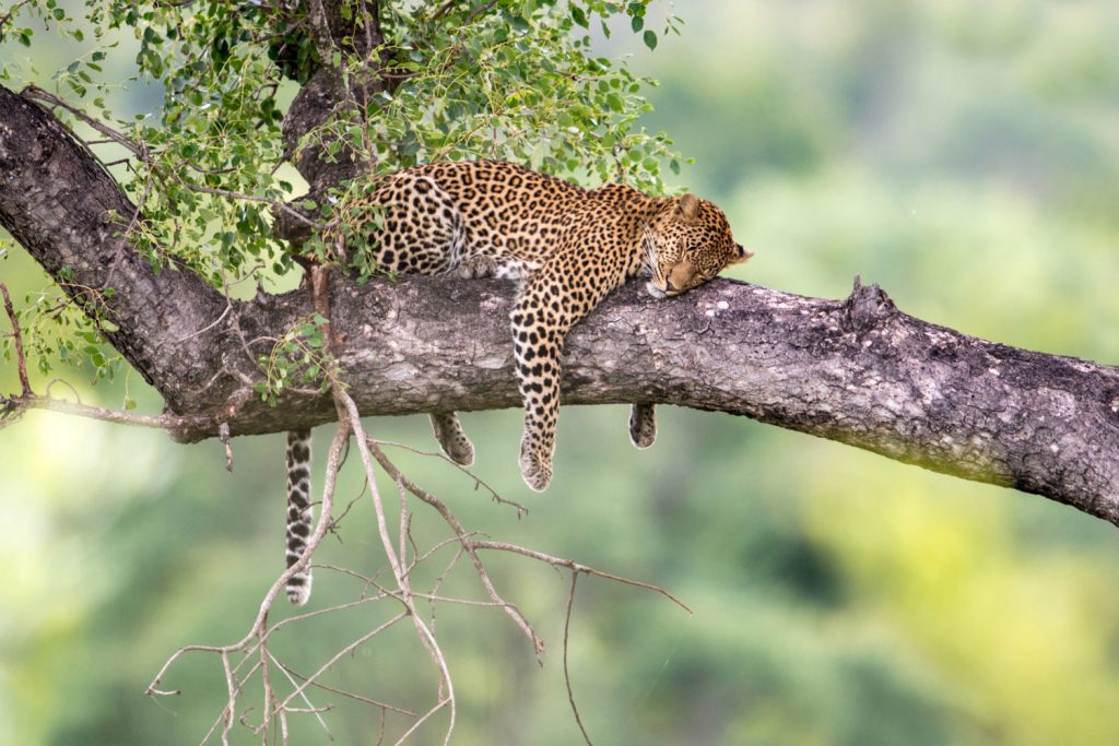 Besuch der Big Five in Südafrika