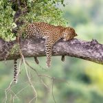 Besuch der Big Five in Südafrika