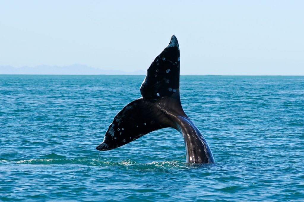Whale Watching auf Teneriffa