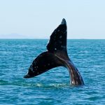 Whale Watching auf Teneriffa