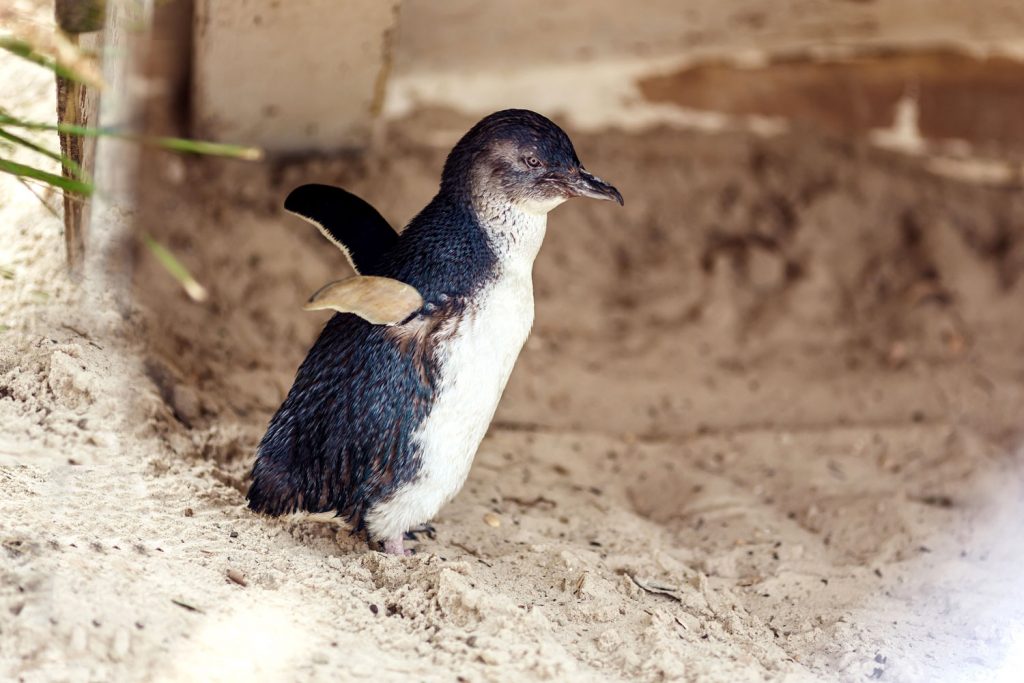 Pinguine am Strand