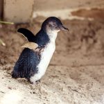 Pinguine am Strand