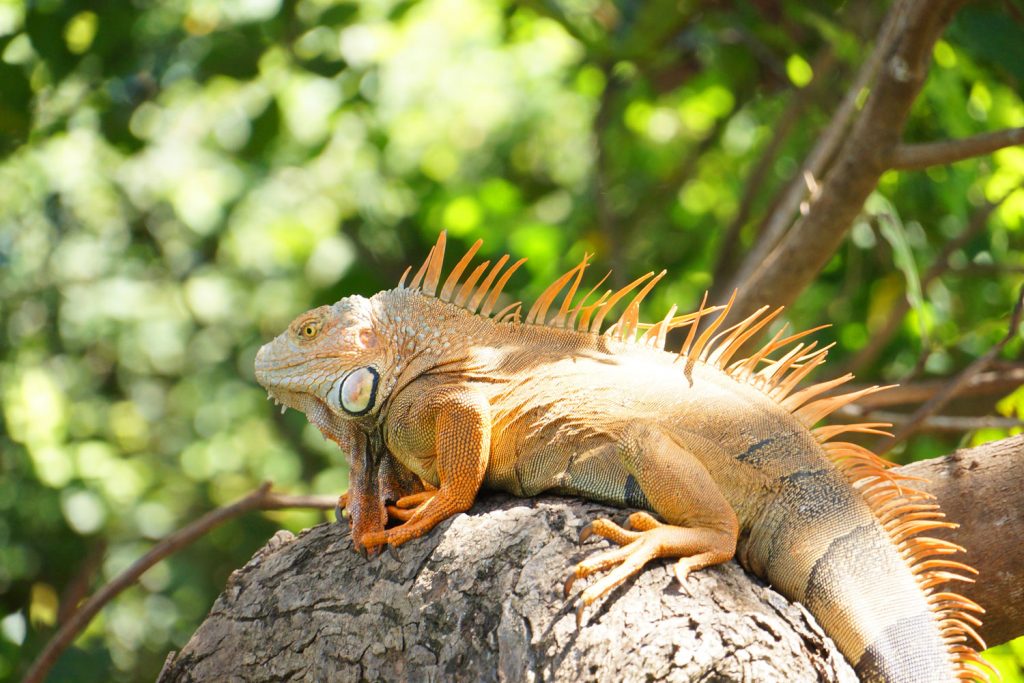 Geckos und Leguane